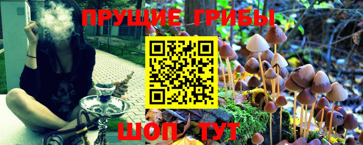 Галлюциногенные грибы прущие грибы  Вход с VPN  Реж  Псилоцибиновые грибы Cubensis 